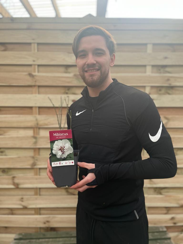 Hibiscus syriacus 'Speciosus' 1.5L -