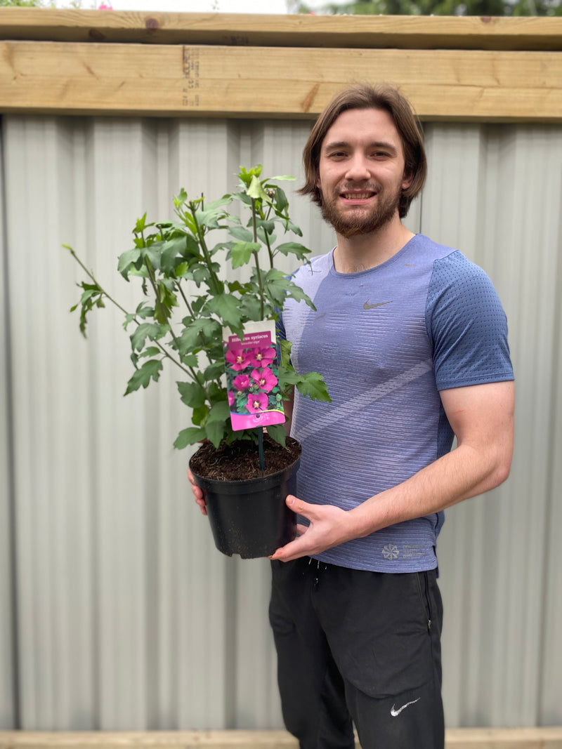 Hibiscus syriacus 'Woodbridge' 1.5L -
