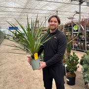 Cordyline australis Peko - Green (3 sizes available) - Home & Garden