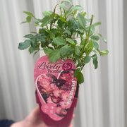 Patio Roses - Pink Blanket -