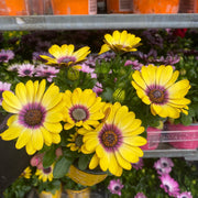 Osteospermum (Cape/African Daisy) 12cm Pot -