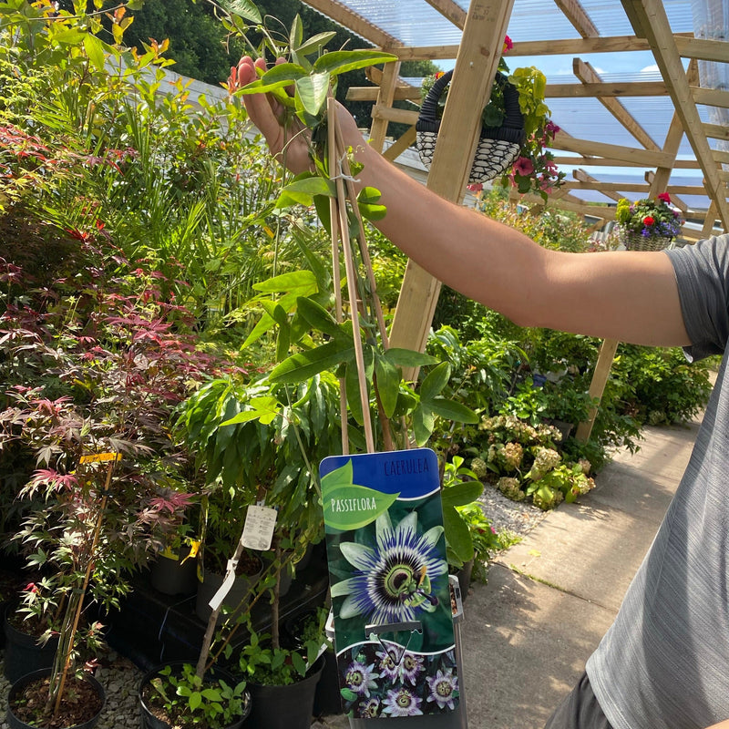 Passion flower Climber | Passiflora caerulear | 60-70cm -