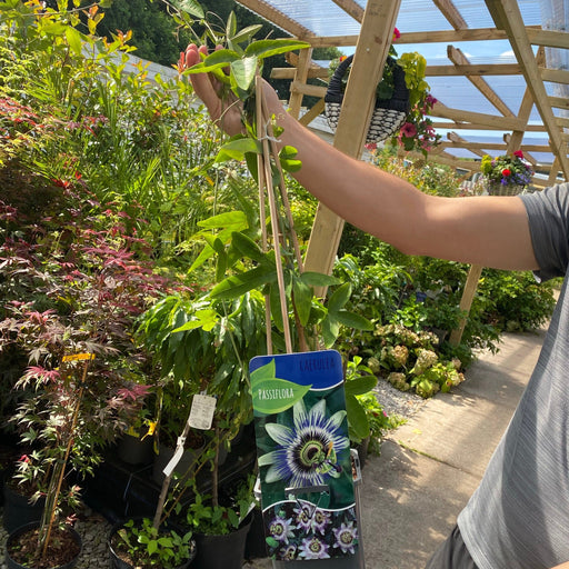 Passion flower Climber | Passiflora caerulear | 60-70cm -