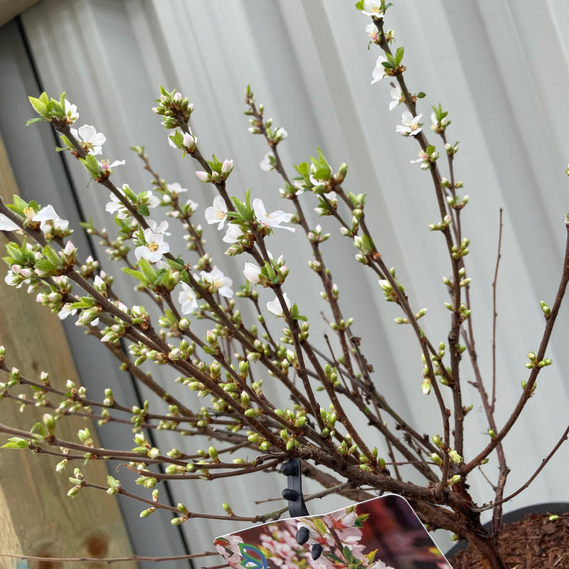 Prunus Ornamental Flowering Cherry Blossom Shrub - Tomentosa -