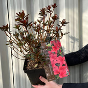 Azalea Japonica 'Orange Beauty' 9cm/2L/5L -
