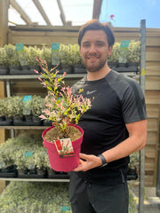 Salix integra 'Flamingo' Shrub 9cm / 1L / 1.5L -