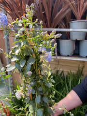 Ceanothus repens Pyramid 60-70cm -