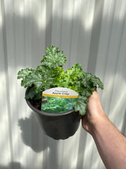 Heuchera 'Apple Crisp' 2L -