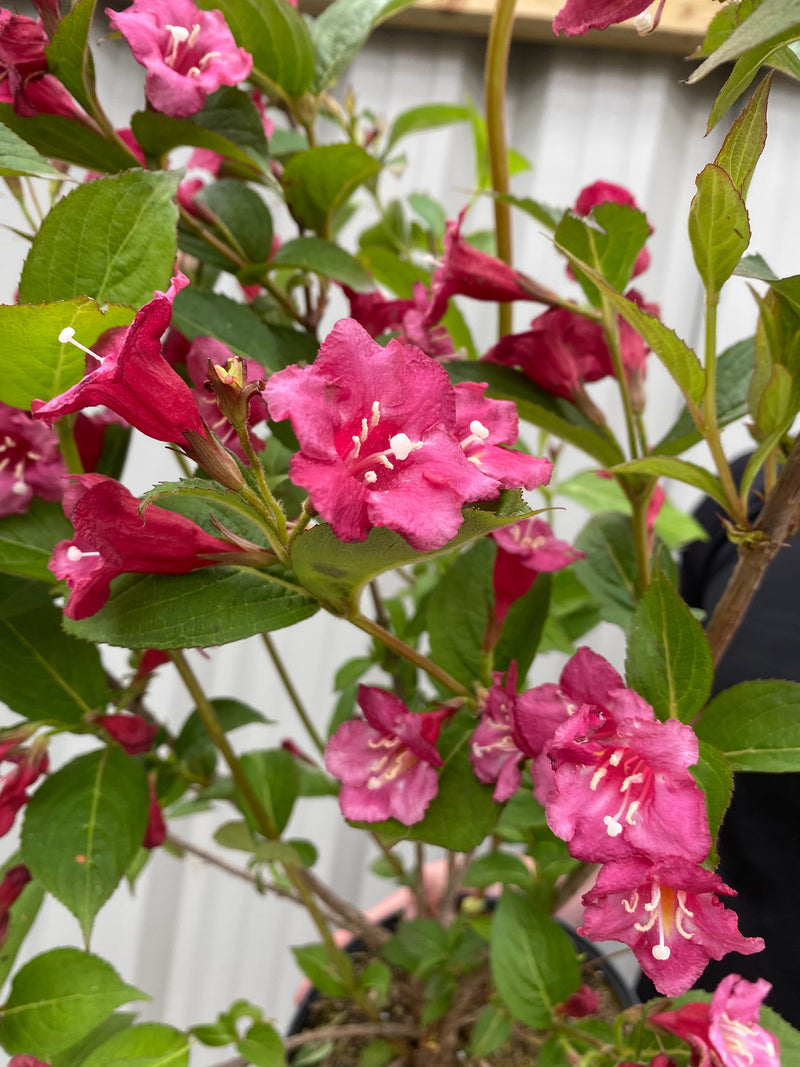 Weigela Florida - Bristol Ruby 3L -