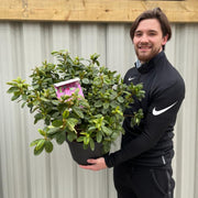 Azalea 'Koningstein' 10L -