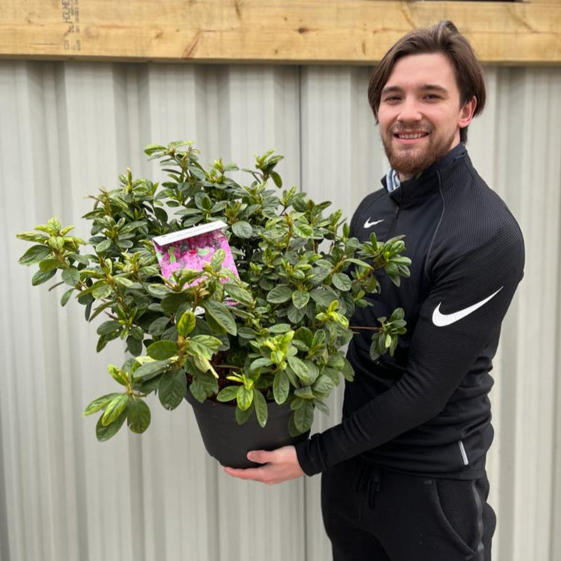 Azalea 'Koningstein' 10L -