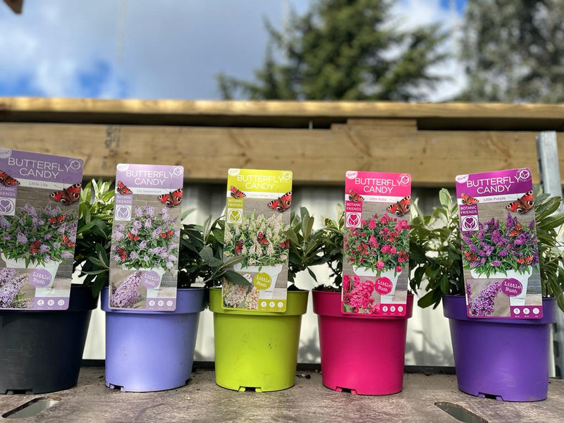 Buddleja Butterfly Candy 'Lila Sweatheart' 9cm/1L/2L/3L -