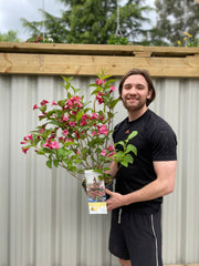 Weigela Florida 'Bristol Ruby' (2 Sizes Available) -