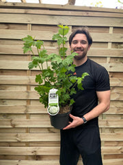 Viburnum opulus 'Roseum' (Snowball) 9cm / 2L / 5L -