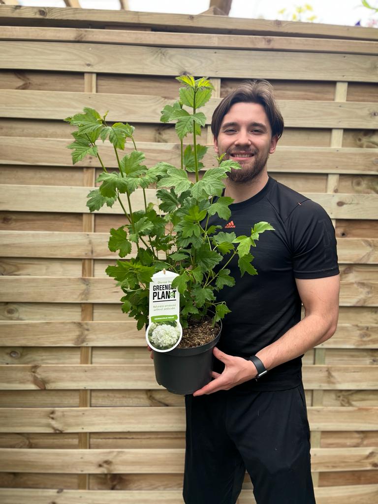 Viburnum opulus 'Roseum' (Snowball) 9cm / 2L / 5L -