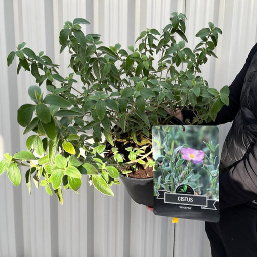 Cistus x Silver Pink Rock Rose 10L -