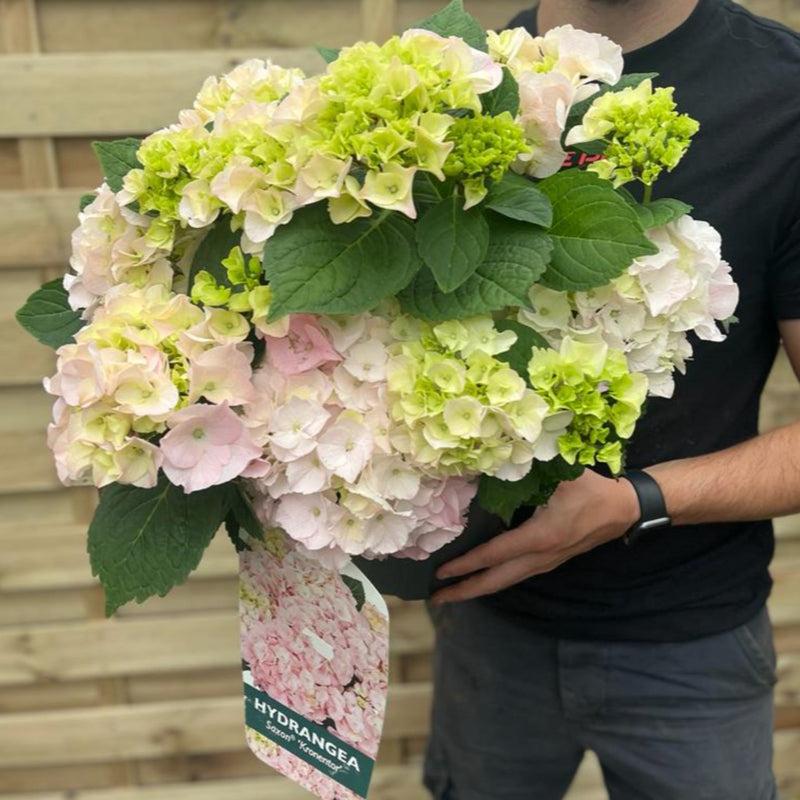 Hydrangea macrophylla 'Kronentor' 5L -