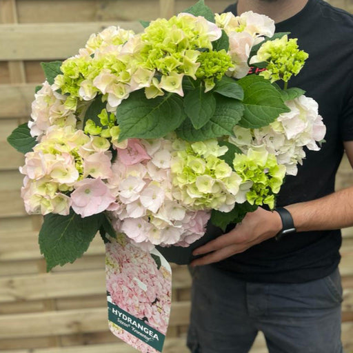 Hydrangea macrophylla 'Kronentor' 5L -