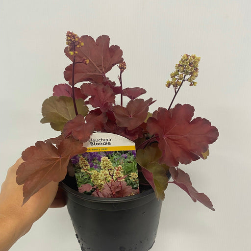 Heuchera 'Blondie' 2L -