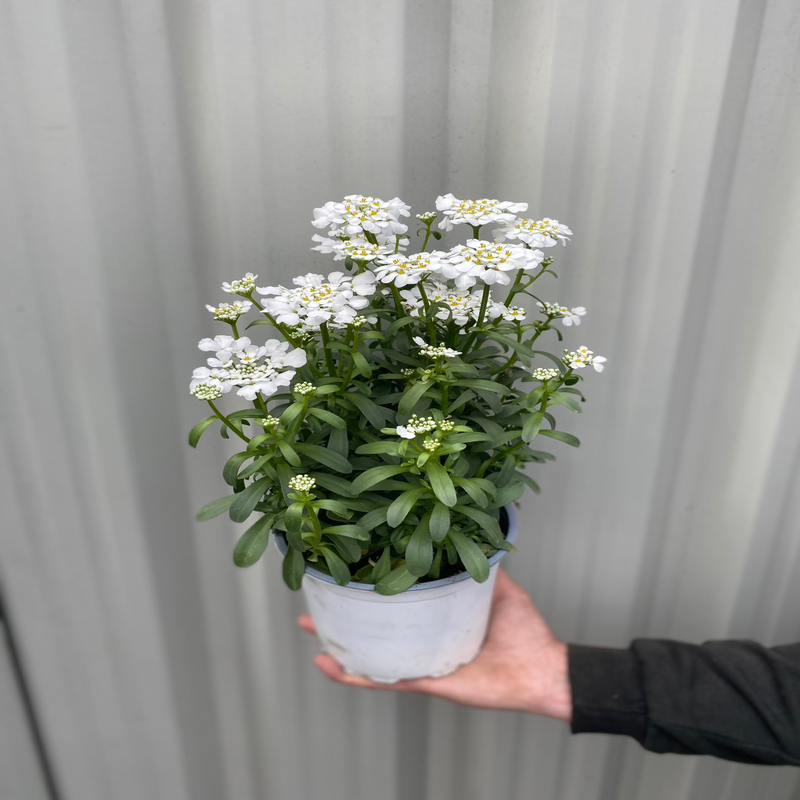 Iberis sempervirens 'Fishbeck' 2L -