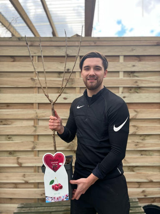 Dwarf Patio Cherry Tree 'Kordia' 1M - Home & Garden > Plants > Indoor & Outdoor Plants > Landscaping & Garden Plants