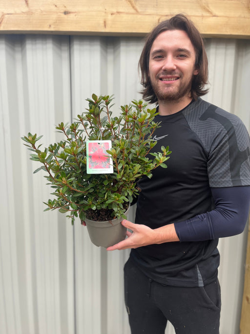 Azalea japonica 'Thierry' 2L -