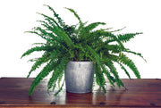 Boston Fern | Nephrolepis exaltata Bostoniensis | 25-30cm -