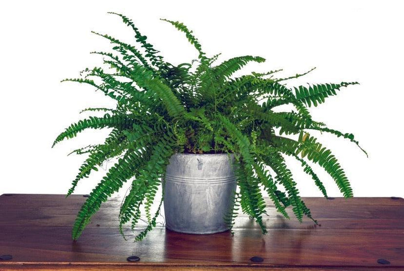 Boston Fern | Nephrolepis exaltata Bostoniensis | 25-30cm -
