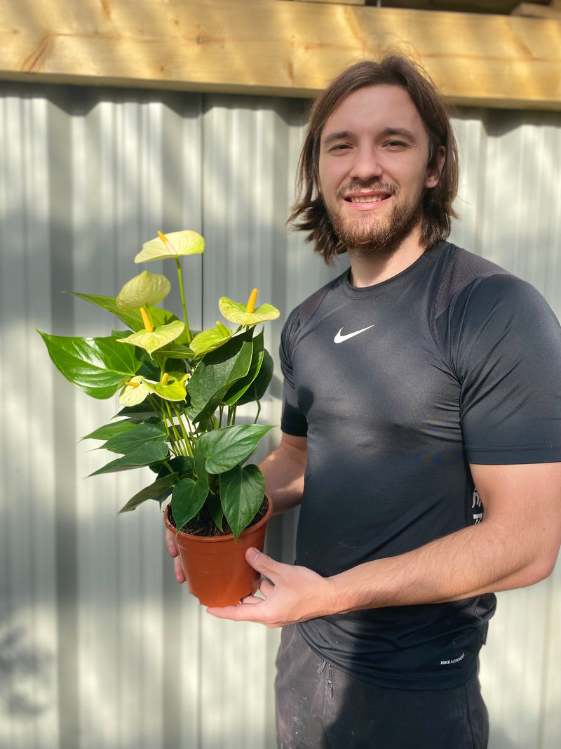 Anthurium - White 40-50cm -