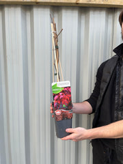 Parthenocissus quinquefolia 'Virginia Creeper' 2L -