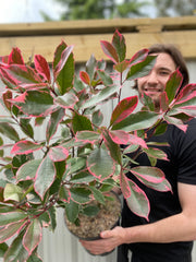 Photina x fraseri 'Louise' 9cm/2L/5L -