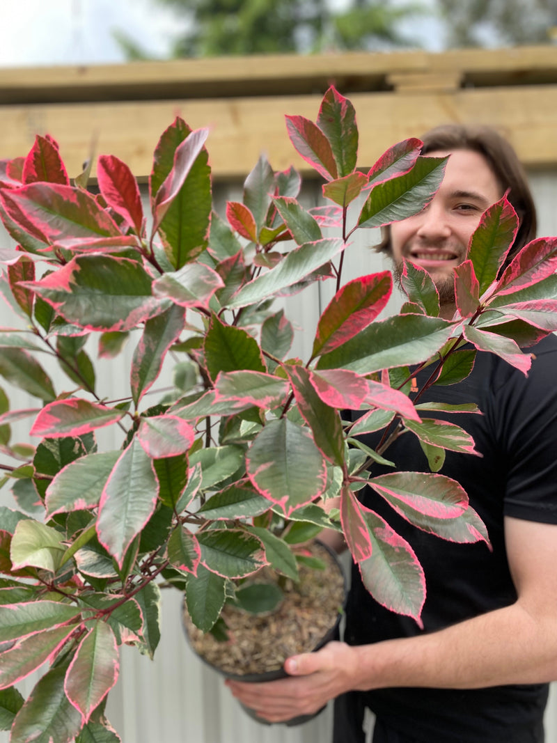 Photina x fraseri 'Louise' 9cm/2L/5L -