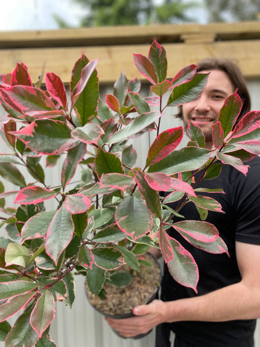 Photina x fraseri 'Louise' 9cm/2L/5L -