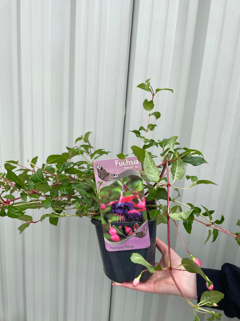Hardy Fuchsia 'Dollar Princess' 2L -