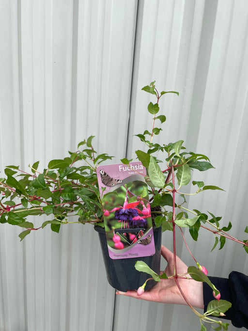 Hardy Fuchsia 'Dollar Princess' 2L -