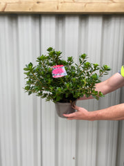 Azalea Hino Crimson 1.5L -