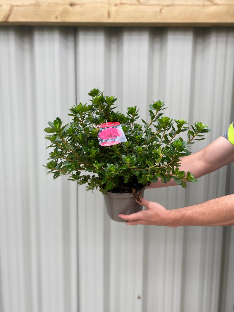 Azalea Hino Crimson 1.5L -