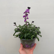Erysimum 'Bowles Mauve' (Three Sizes Available) -