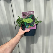 Poppy nudicaule Pacino 2L -