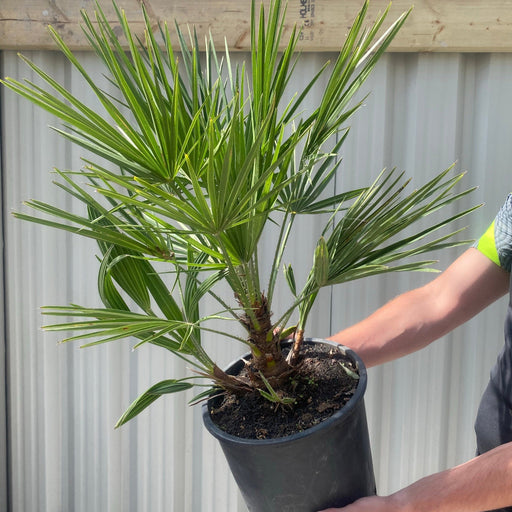 Chamaerops humilis - Hardy Fan Palm (2 Sizes Available) -