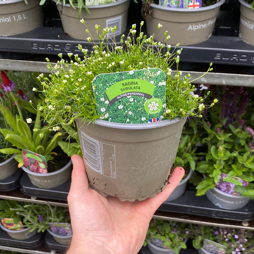 Sagina subulata (Irish Moss) 9cm -