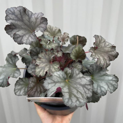 Heuchera 'Toncka Iced Olive' 2L -