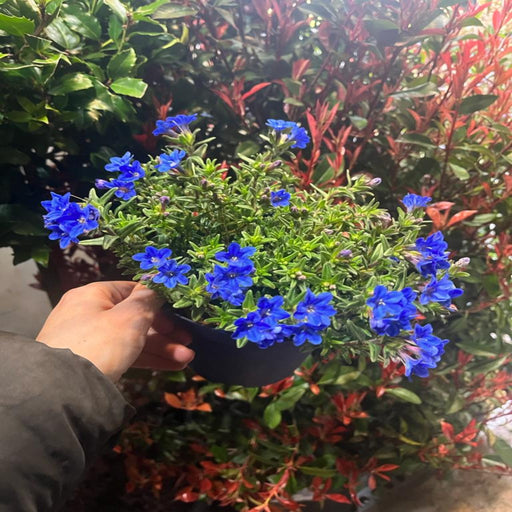 Lithodora 'Heavenly Blue' -