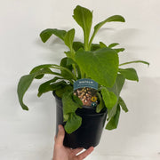 Digitalis purpurea 'Dalmatian Peach' (Foxglove) 9cm/3L -