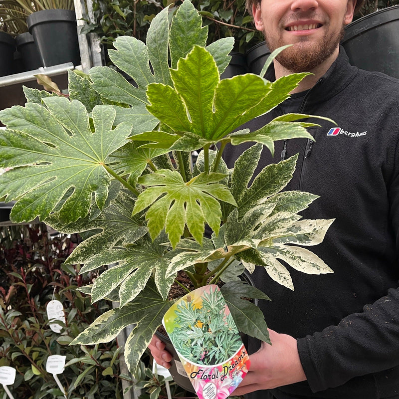 Fatsia japonica 'Spider's Web' 9cm-7.5L -