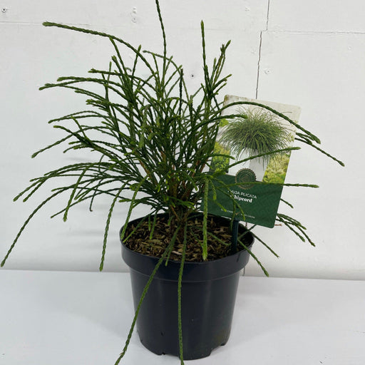 Thuja Plicata 'Whipcord' 2L -