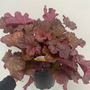 Heuchera 'Berry Smoothie' 2L -