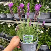 Lavender Stoechas - Javelin Deep Purple 9cm/1.5L/2L -