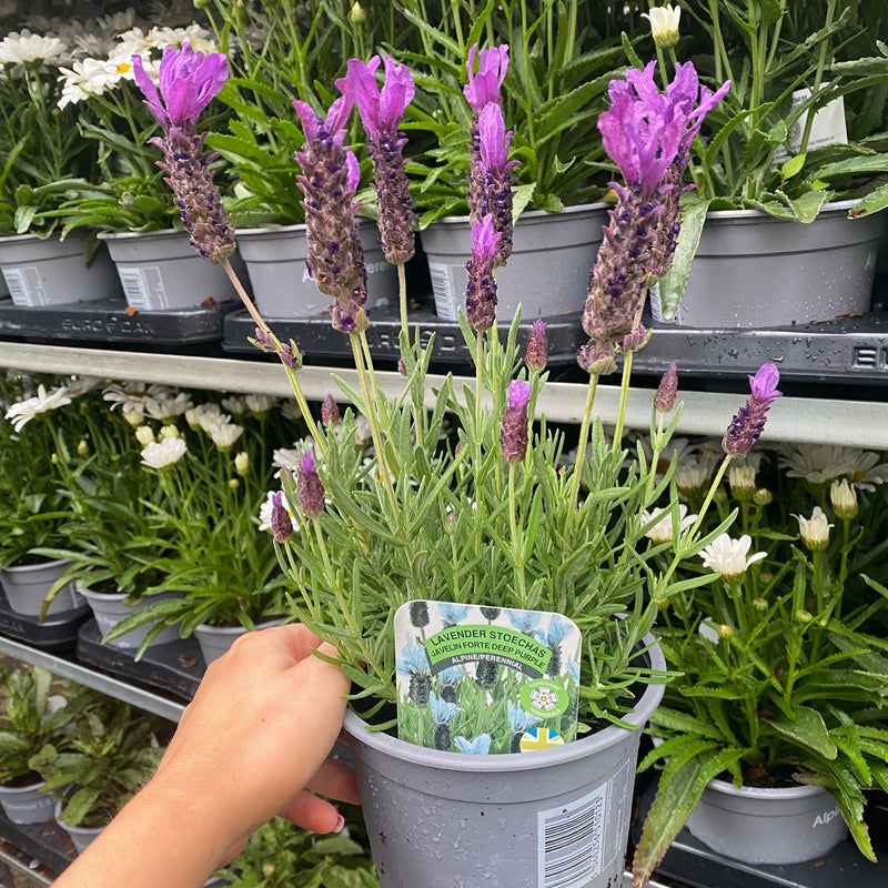 Lavender Stoechas - Javelin Deep Purple 9cm/1.5L/2L -