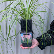 Cortaderia selloana Pink Pampas Grass 9cm/1L/2L/4L -